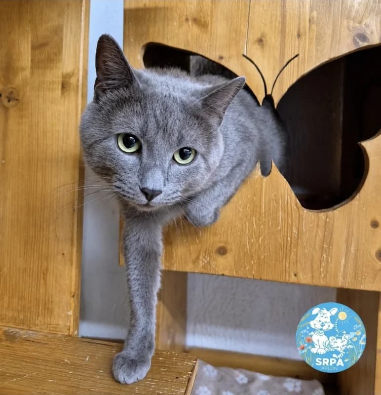 Garfield, male 3yo European Shorthair for adoption at SRPA Arlon