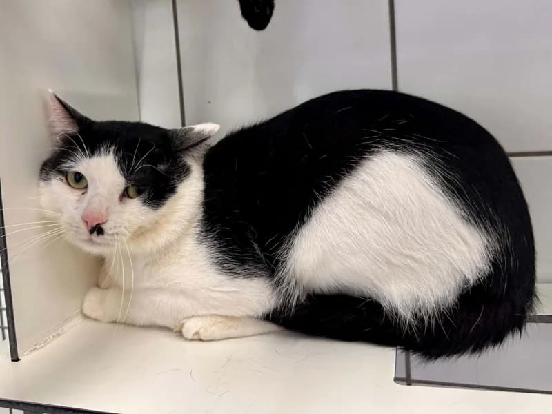 Pépère, male 4yo European Shorthair for adoption at SRPA Liege, Srpa Liege