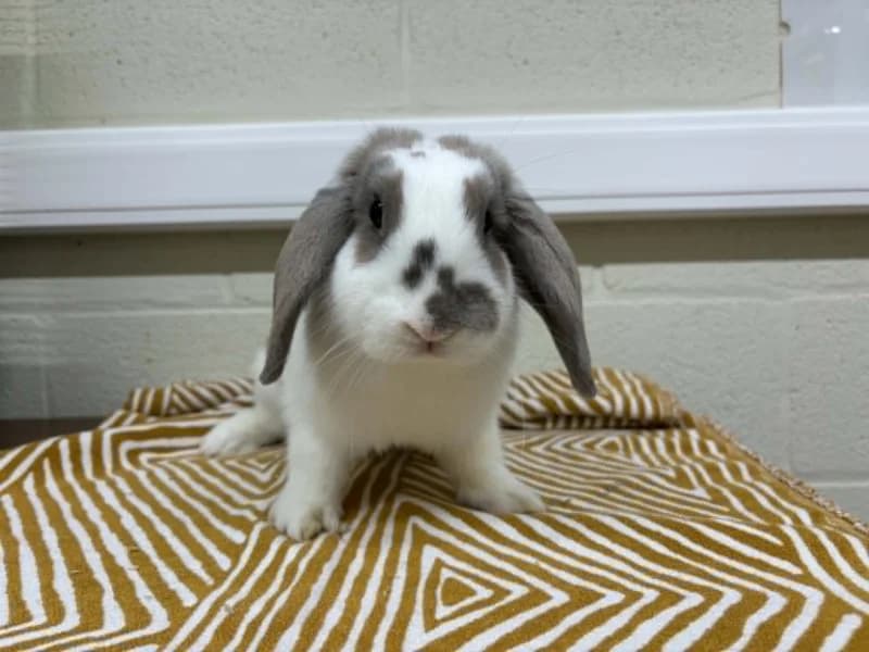 Animal 600.042, female mixed breed for adoption at SRPA Liege, Srpa Liege