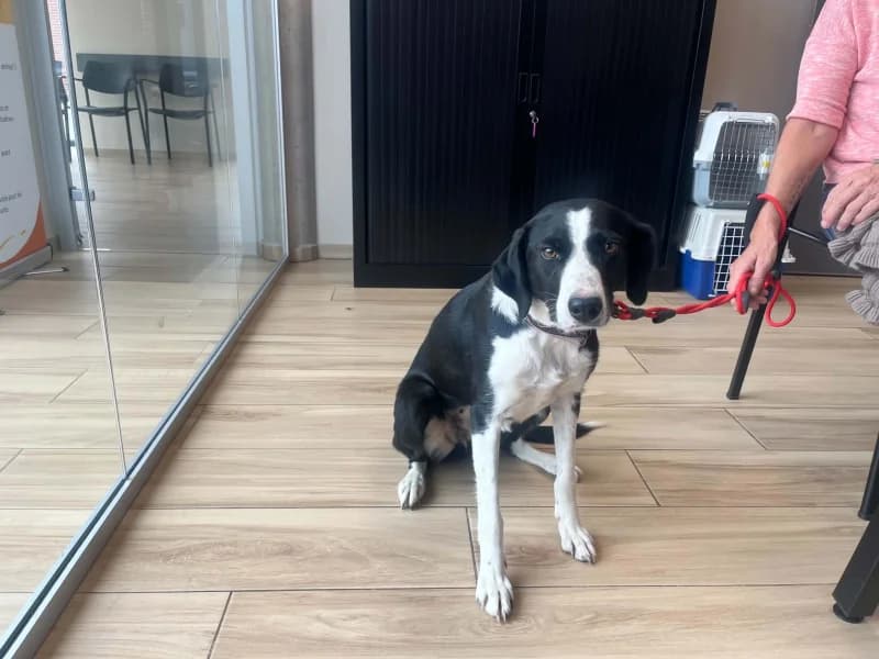 Kaila, female 4yo Border Collie for adoption at SRPA Liege, Srpa Liege