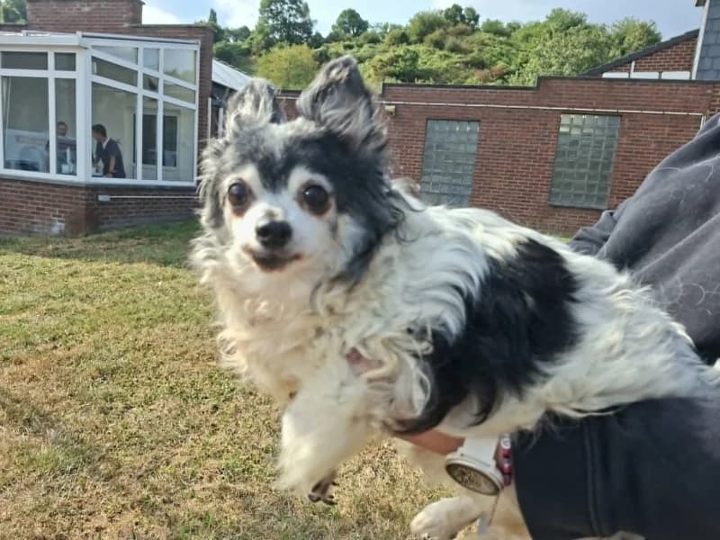 Kiki, male senior Chihuahua for adoption at SRPA Liege, Srpa Liege