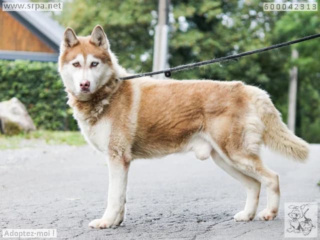 Olympe, male senior Husky for adoption at SRPA Liege, Srpa Liege