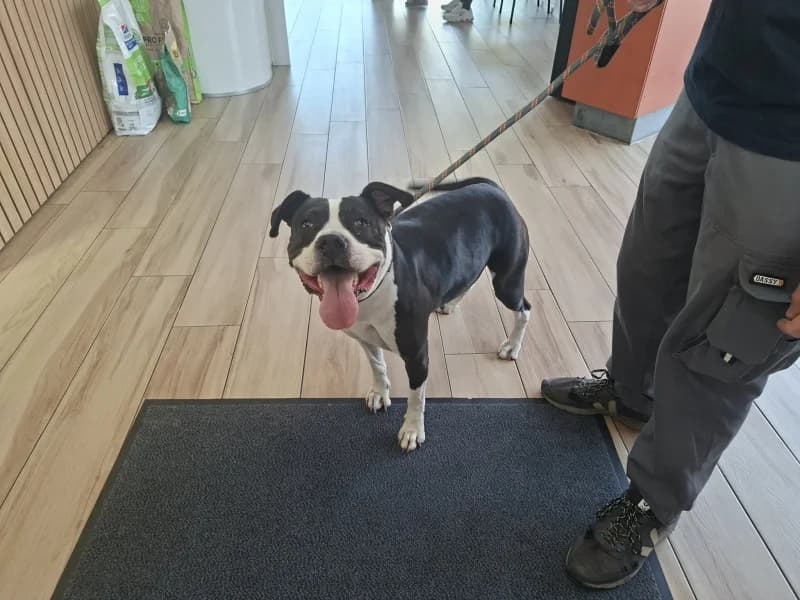 Kefla, female 6yo American Bully for adoption at SRPA Liege, Srpa Liege
