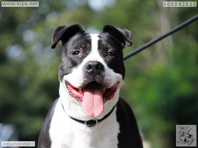 Kefla, female 6yo American Bully for adoption at SRPA Liege, Srpa Liege