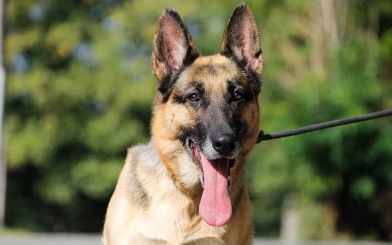 Laika, female 6yo German Shepherd for adoption at SRPA Liege, Srpa Liege
