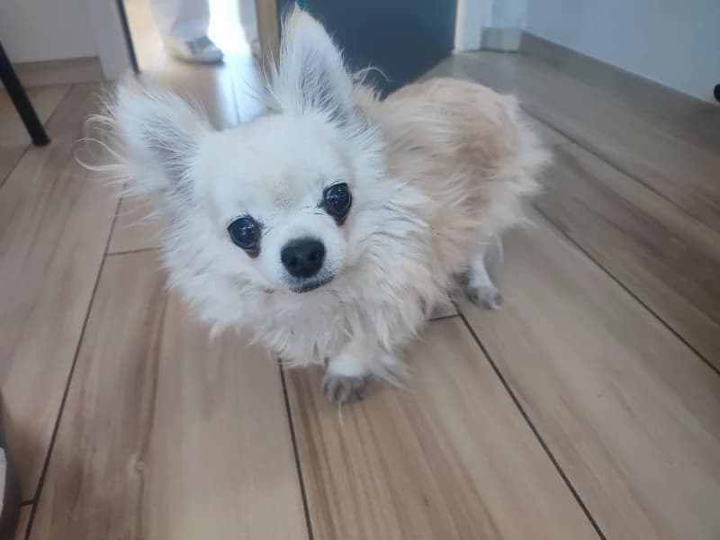 Bamby, male senior Chihuahua for adoption at SRPA Liege, Srpa Liege