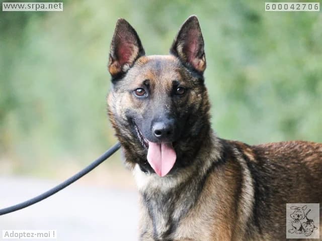 Snickers, male young Belgian Malinois for adoption at SRPA Liege, Srpa Liege