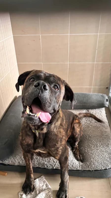 Cassius, male 3yo Cane Corso for adoption at SRPA Arlon