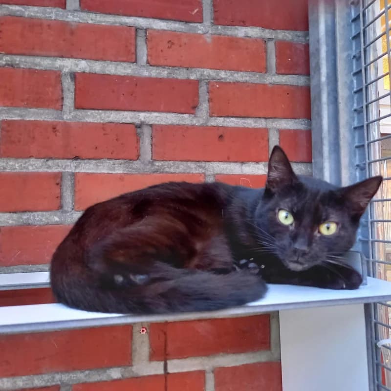 Mégara, female young European Shorthair for adoption at SRPA Liege, Srpa Liege
