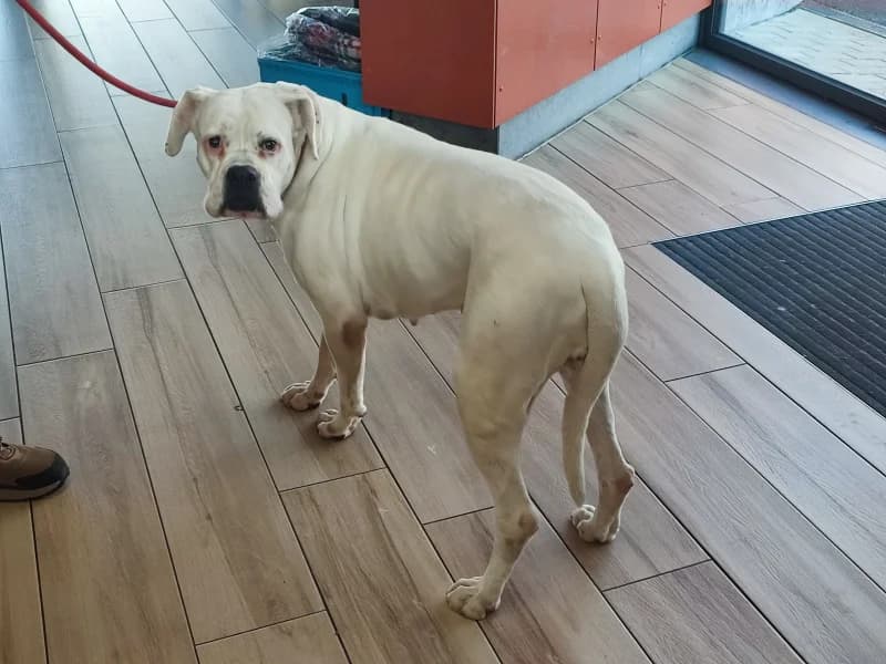 Tana, female 6yo mixed breed for adoption at SRPA Liege, Srpa Liege