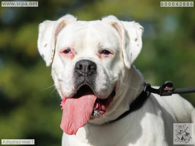 Tana, female 6yo mixed breed for adoption at SRPA Liege, Srpa Liege