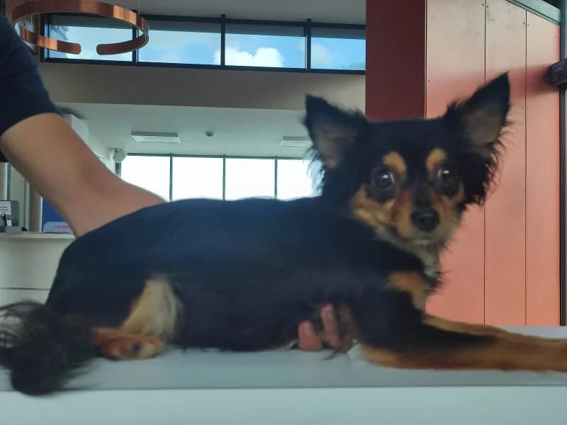 Animal 600.042, female young Chihuahua for adoption at SRPA Liege, Srpa Liege