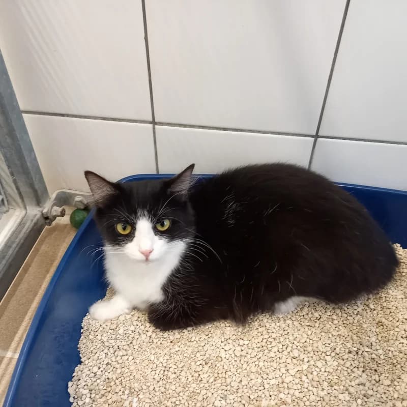 Leïla, female puppy European Shorthair for adoption at SRPA Liege, Srpa Liege