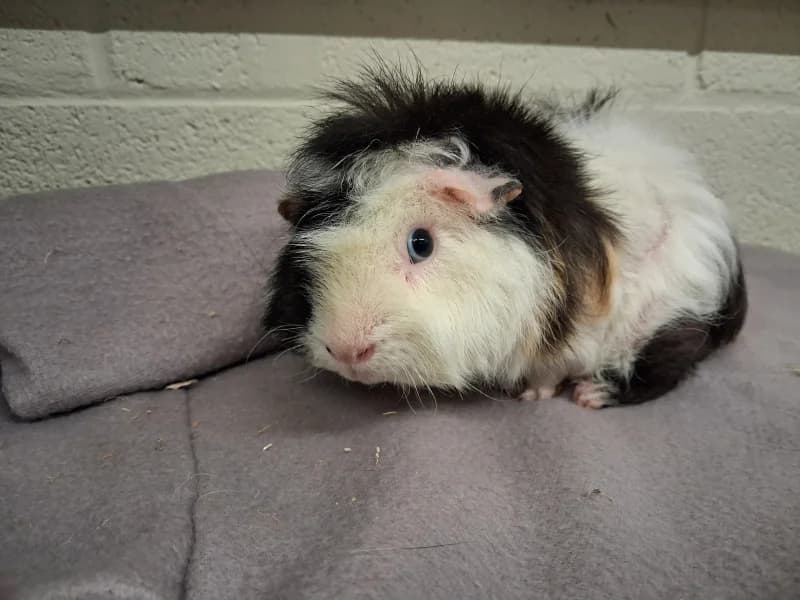 Frank, male mixed breed for adoption at SRPA Liege, Srpa Liege