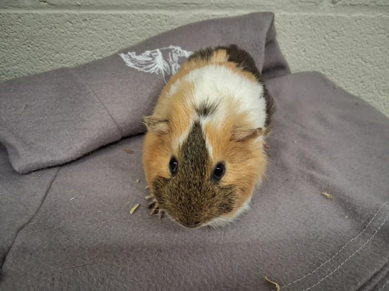 Steve, male mixed breed for adoption at SRPA Liege, Srpa Liege