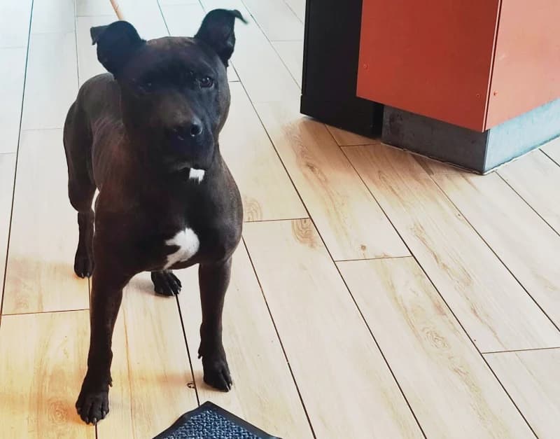 Dobby, male 3yo American Staffordshire Terrier for adoption at SRPA Liege, Srpa Liege