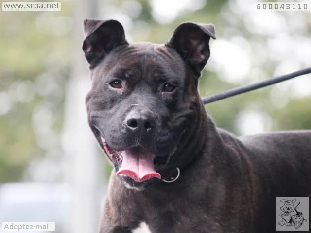 Dobby, male 3yo American Staffordshire Terrier for adoption at SRPA Liege, Srpa Liege