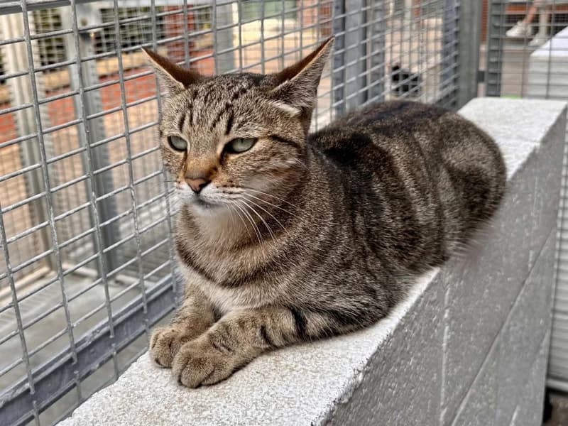 Nina, female 7yo European Shorthair for adoption at SRPA Liege, Srpa Liege