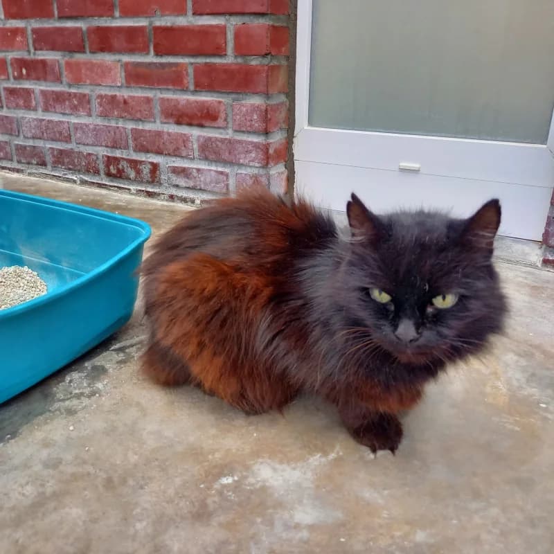 Jimmy, male senior European Shorthair for adoption at SRPA Liege, Srpa Liege
