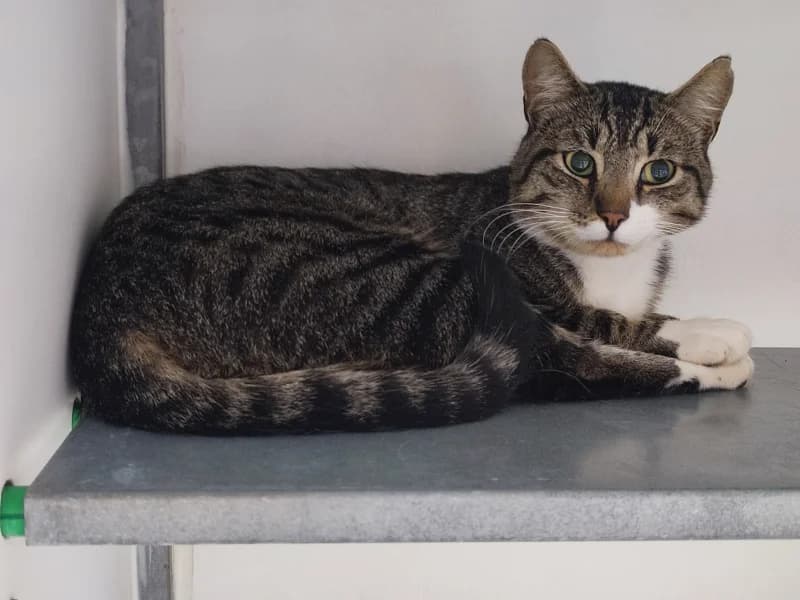 Cesar, male 5yo European Shorthair for adoption at SRPA Liege, Srpa Liege