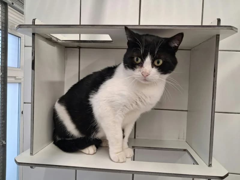 Neutrino, male senior European Shorthair for adoption at SRPA Liege, Srpa Liege