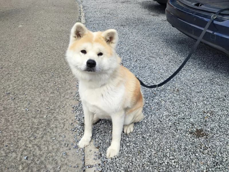 Suki, female 4yo Akita for adoption at SRPA Liege, Srpa Liege