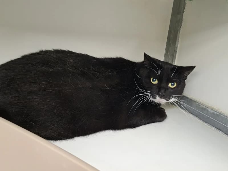 Joy, female 6yo European Shorthair for adoption at SRPA Liege, Srpa Liege