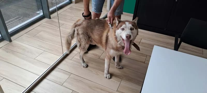 Rex, male senior Husky for adoption at SRPA Liege, Srpa Liege