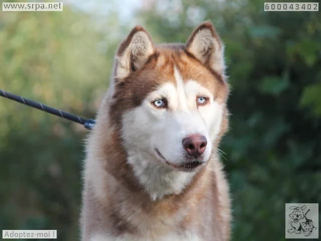 Rex, male senior Husky for adoption at SRPA Liege, Srpa Liege