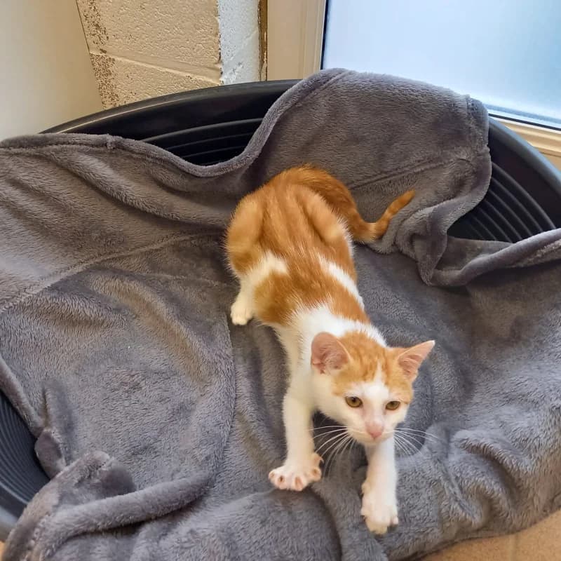 Animal 600.043, male puppy European Shorthair for adoption at SRPA Liege, Srpa Liege