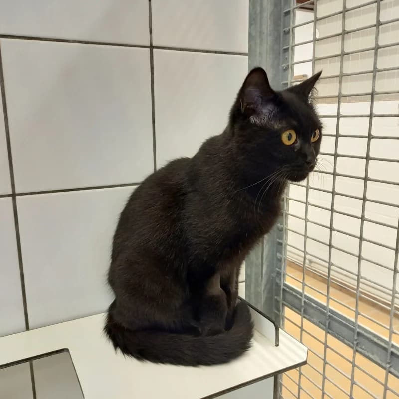 Mowgli, female young European Shorthair for adoption at SRPA Liege, Srpa Liege