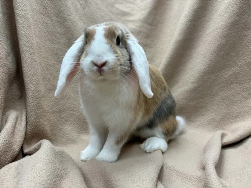 Biscotte, female mixed breed for adoption at SRPA Liege, Srpa Liege