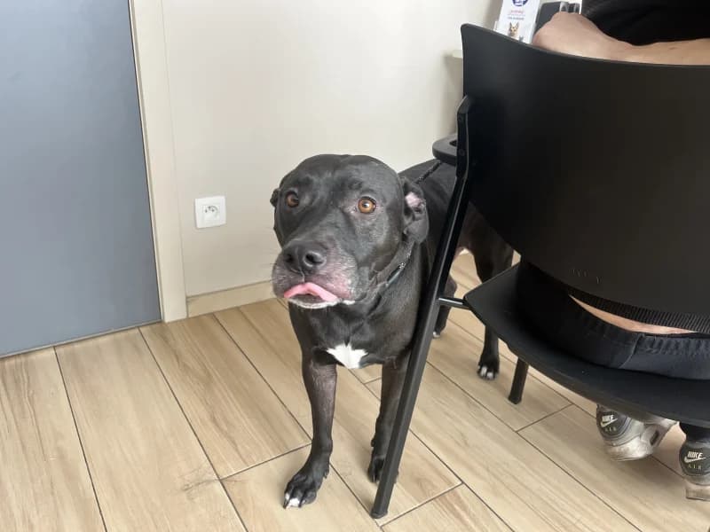 Bosco, male 5yo American Staffordshire Terrier for adoption at SRPA Liege, Srpa Liege