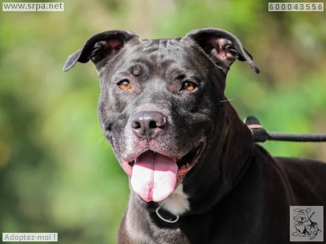 Bosco, male 5yo American Staffordshire Terrier for adoption at SRPA Liege, Srpa Liege