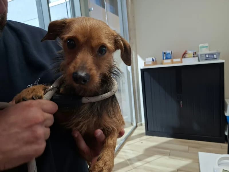 Bouba, male young mixed breed for adoption at SRPA Liege, Srpa Liege