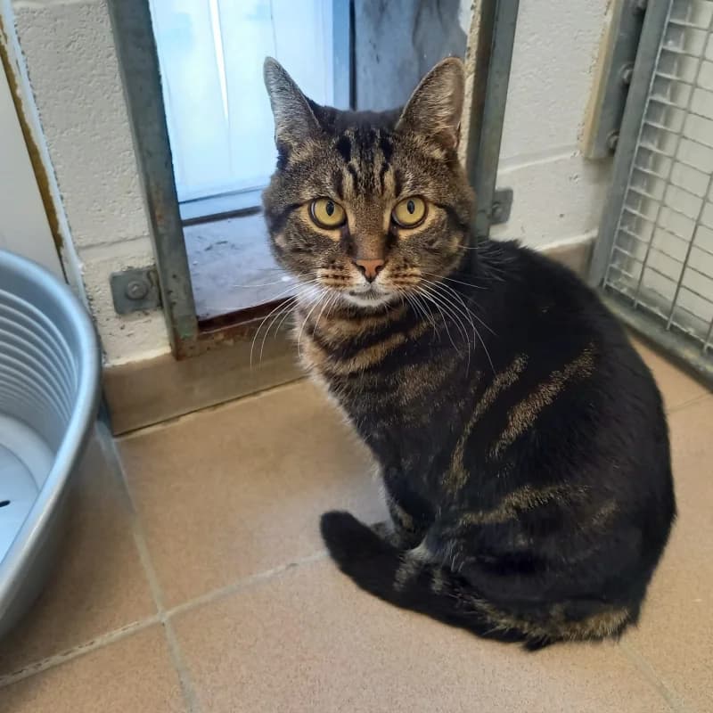 Roméo, male senior European Shorthair for adoption at SRPA Liege, Srpa Liege