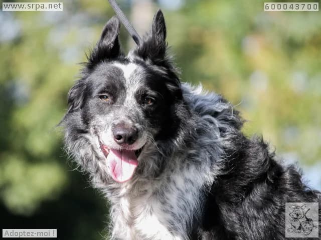 Niño, male senior Border Collie for adoption at SRPA Vinalmont