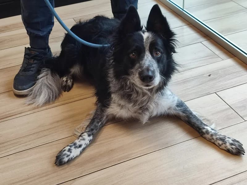 Niño, male senior Border Collie for adoption at SRPA Liege, Srpa Liege