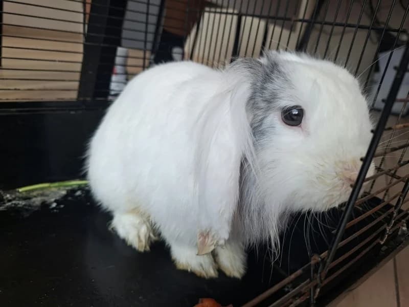 Bunny, male young mixed breed for adoption at SRPA Liege, Srpa Liege