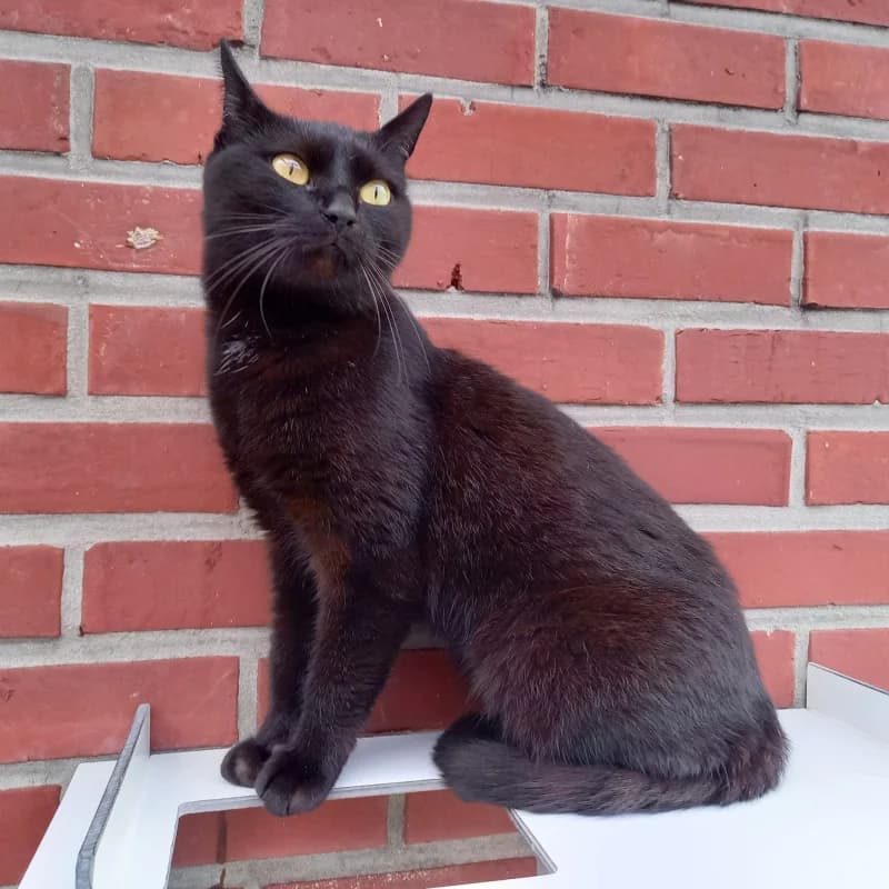 Lili, female 4yo European Shorthair for adoption at SRPA Liege, Srpa Liege