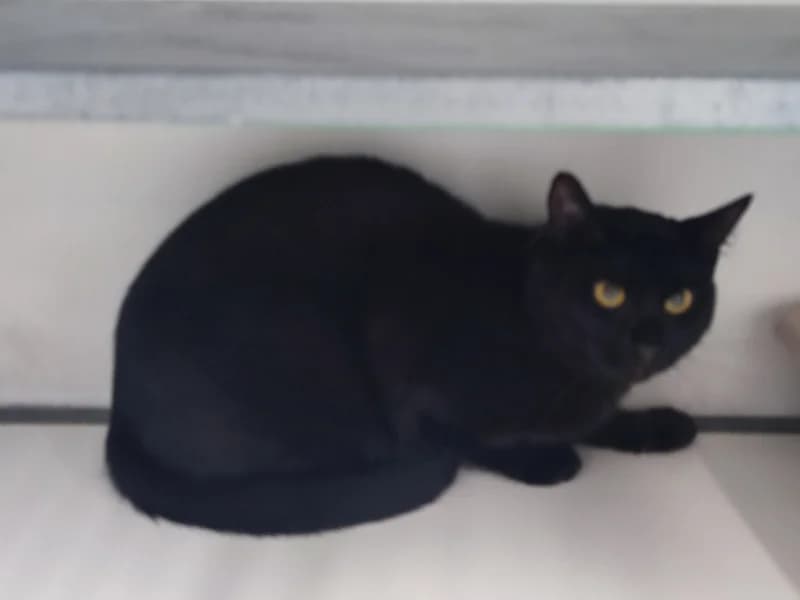 Amour, male young European Shorthair for adoption at SRPA Liege, Srpa Liege