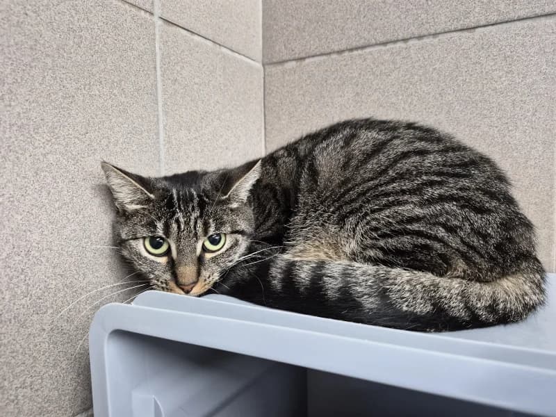 Fleur, female senior European Shorthair for adoption at SRPA Vinalmont