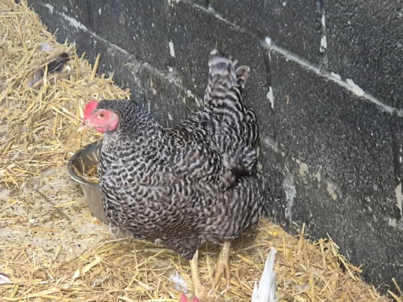 Animal 600.040, female mixed breed for adoption at SRPA Vinalmont
