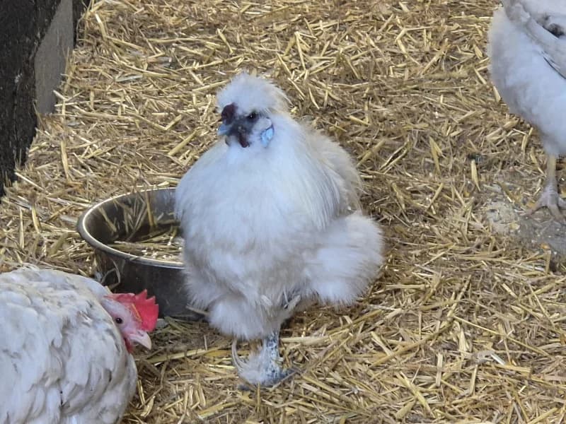 Animal 600.040, male mixed breed for adoption at SRPA Vinalmont