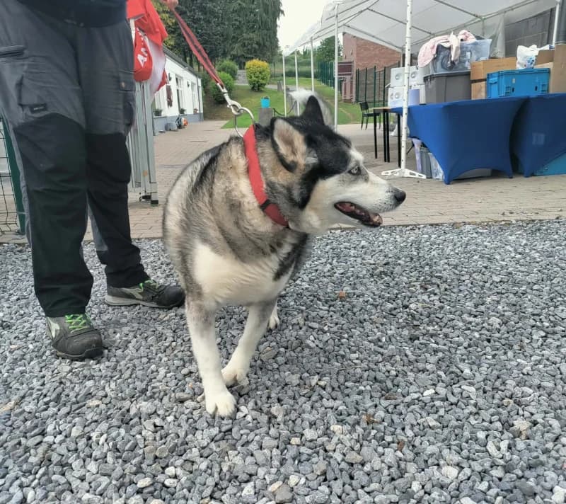 Athena, female senior Husky for adoption at SRPA Vinalmont