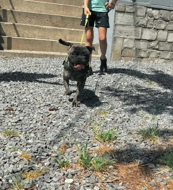 Tessa, female young Mixed Breed for adoption at SRPA Vinalmont