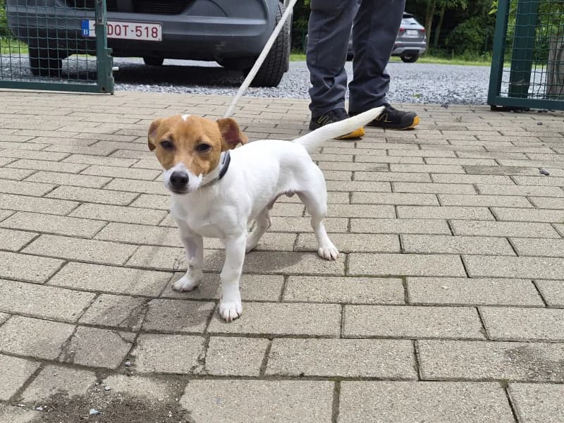 Rocky, male puppy Jack Russell Terrier for adoption at SRPA Vinalmont