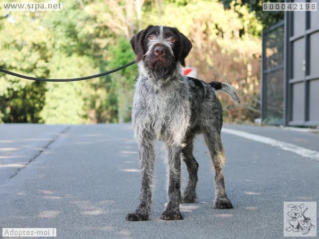 Nelson, male 3yo mixed breed for adoption at SRPA Vinalmont