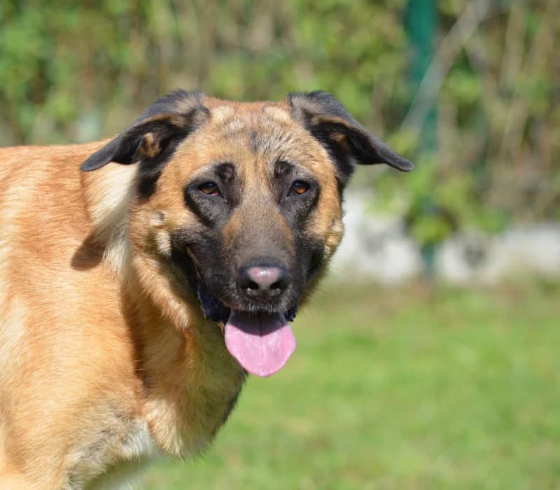 Elinor, female 5yo Belgian Malinois for adoption at SRPA Vinalmont