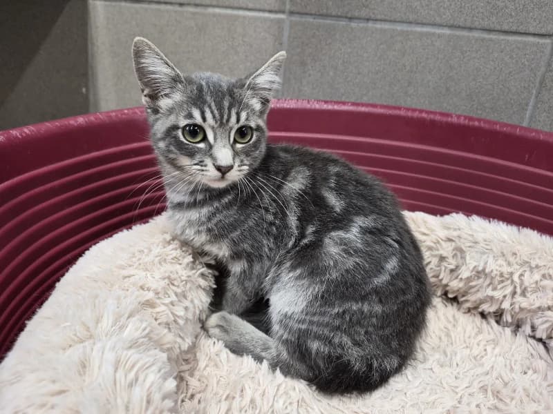 Animal 600.042, female puppy European Shorthair for adoption at SRPA Vinalmont